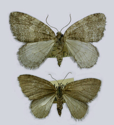 Geometridae image